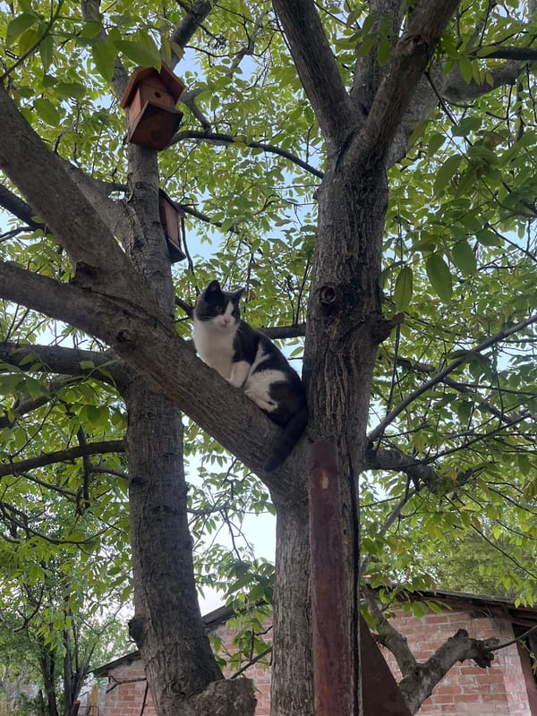 Cat rests in tree near birdhouse