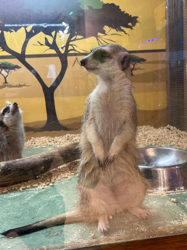 Wide variety of exotic animals across enclosures at a single facility