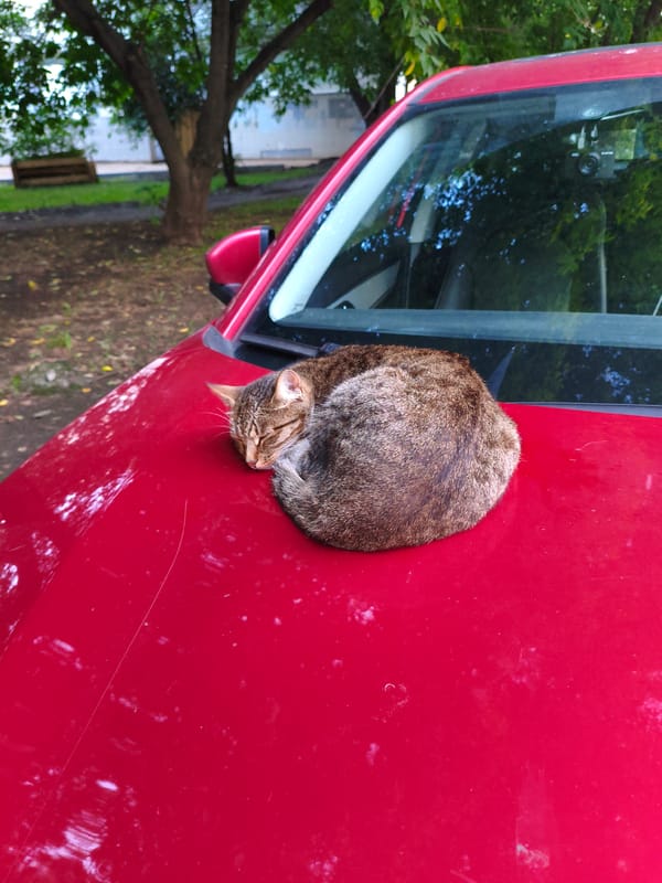 Tabby cat naps on a red car hood in the sun