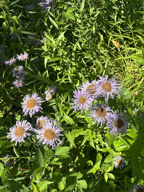 Slow morning walk through a flower-filled Odesa park