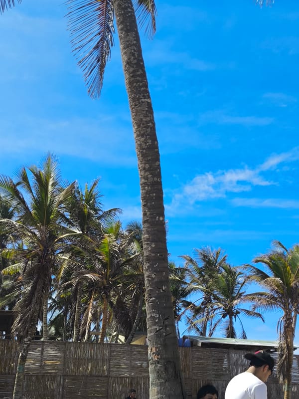 Palm trees photographed at Playa Parguito beach Venezuela