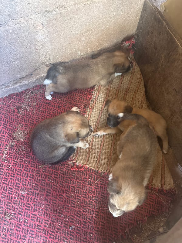 Four puppies rest on mats in Kuru Karama, Nigeria