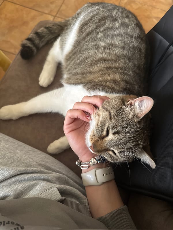 Person pets sleeping tabby cat in Bulgarian village