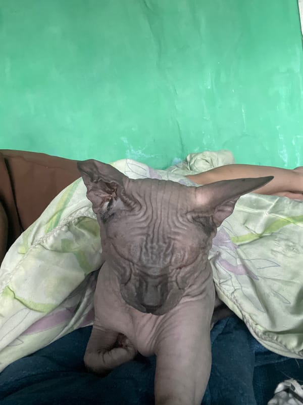 Pets Rest Peacefully in Nizhny Tagil Homes