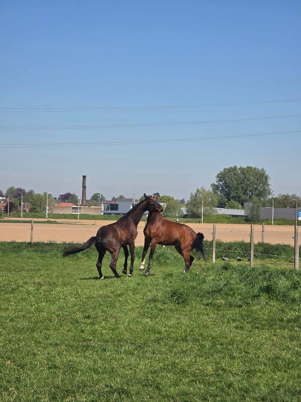 Horses interact in field, spotted on road in Estaimpuis