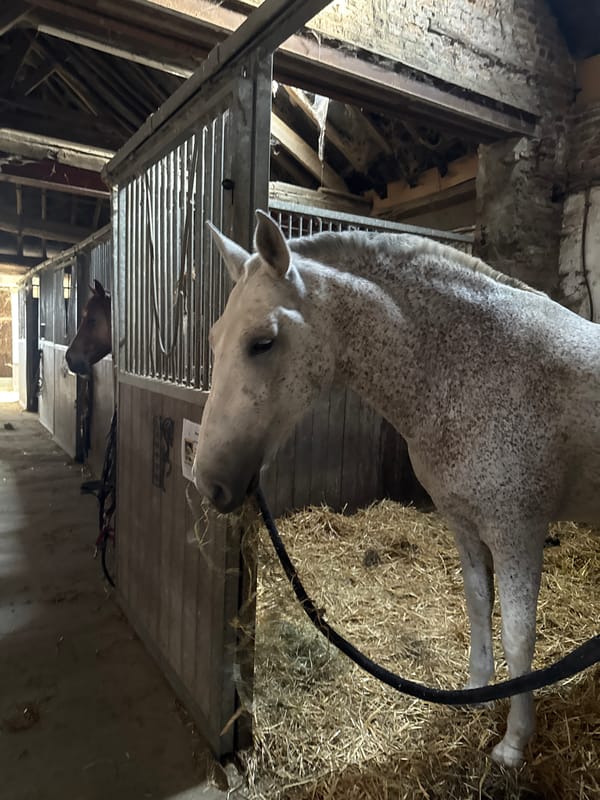 Dappled grey horse in and around a Belgian stable