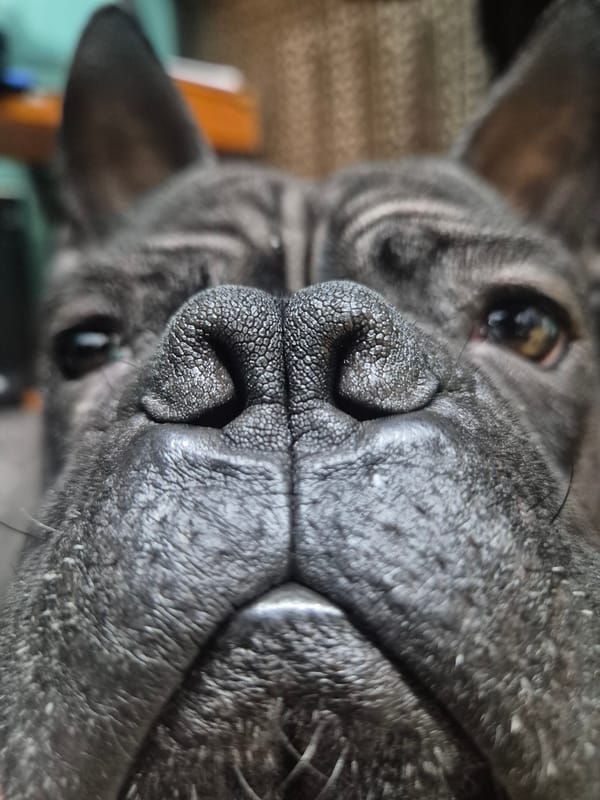 Close-up dog photos captured in Stavropol