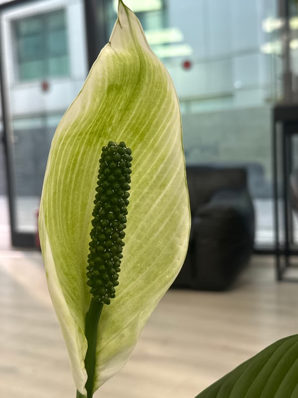 Indoor scenes documented in Tel Aviv building