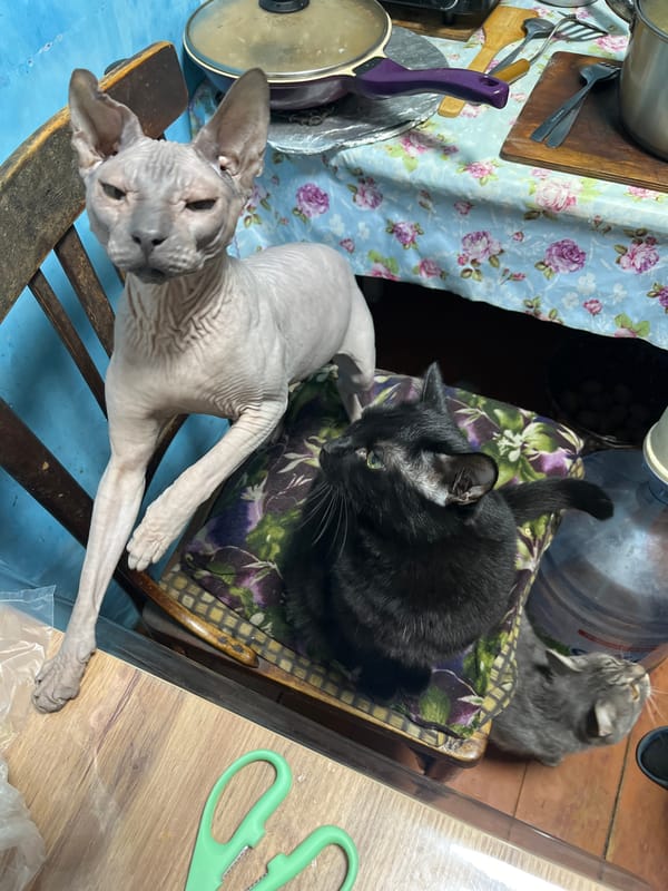 Russian pet owner documents cats and dogs at home