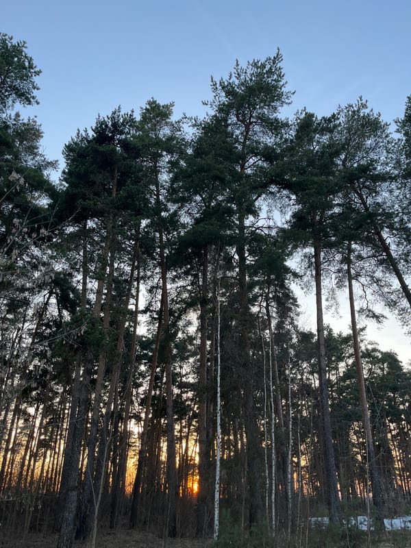 Forest sunset captured by witnesses in Razdolye, Russia