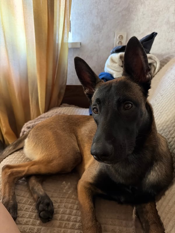 Lazy afternoon at home with two dogs in Rostov-on-Don