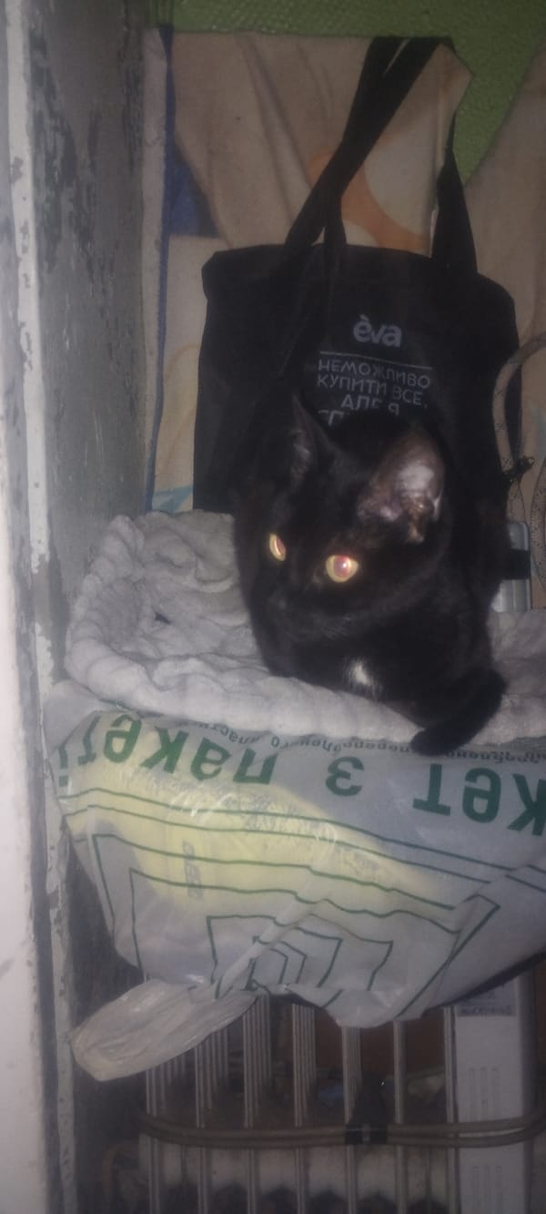 Snack collection with curious cat in Zaporizhzhia evening