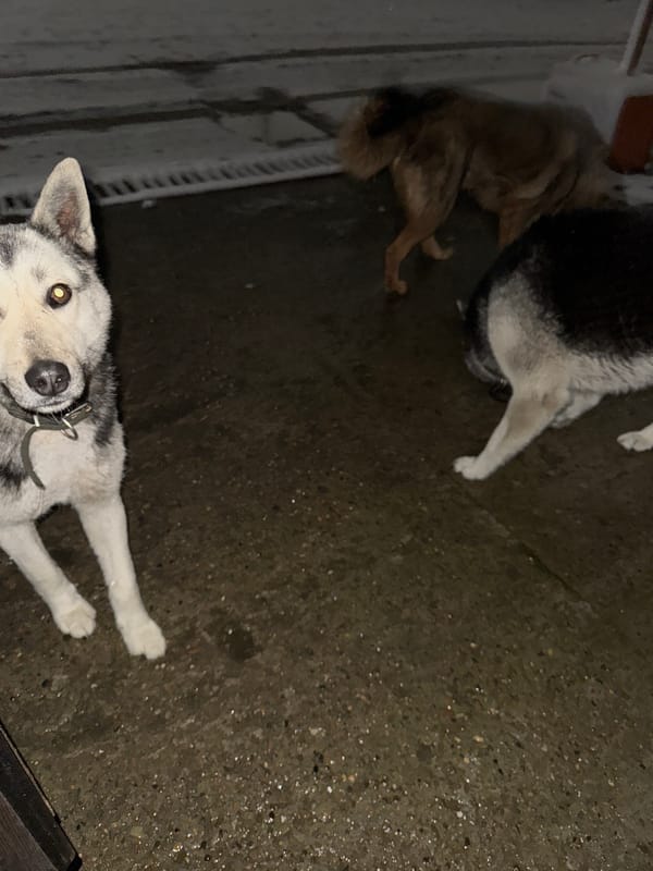 Two dogs rest on concrete surface in Chaikovsky
