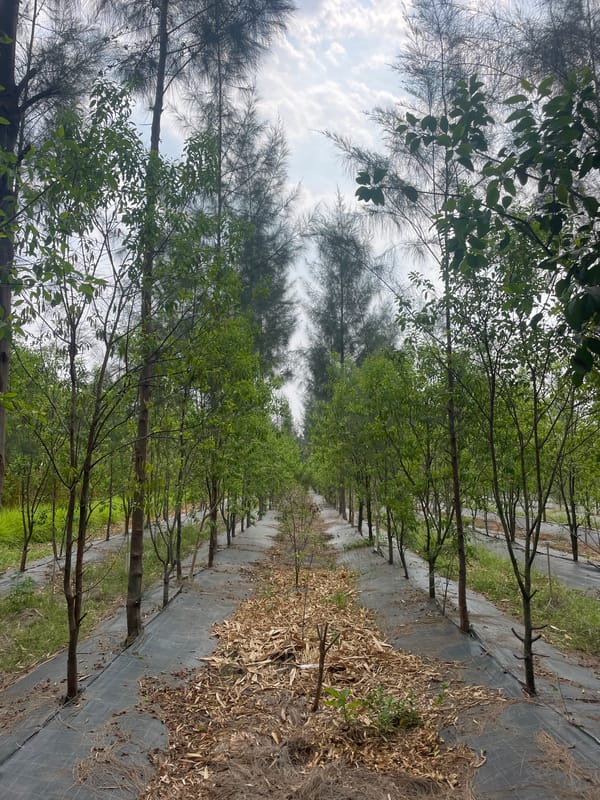 Tree plantation observed in organized rows in Dhundshi, India