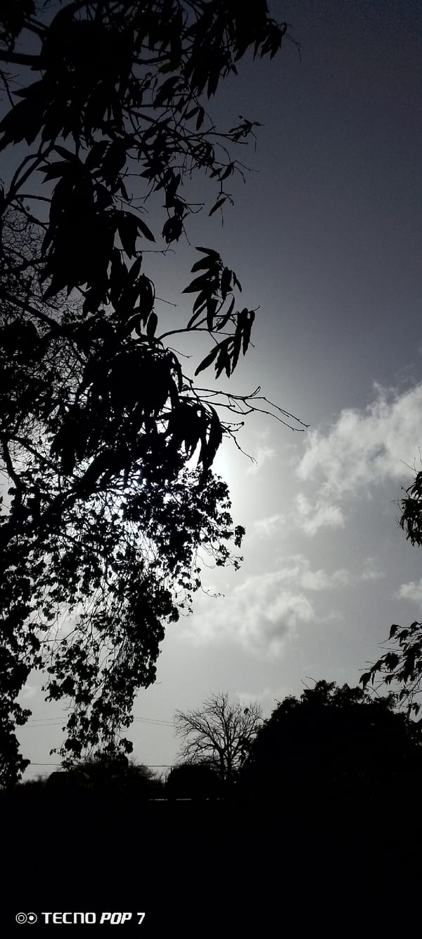 Venezuelan witness documents evening sky through tree canopy