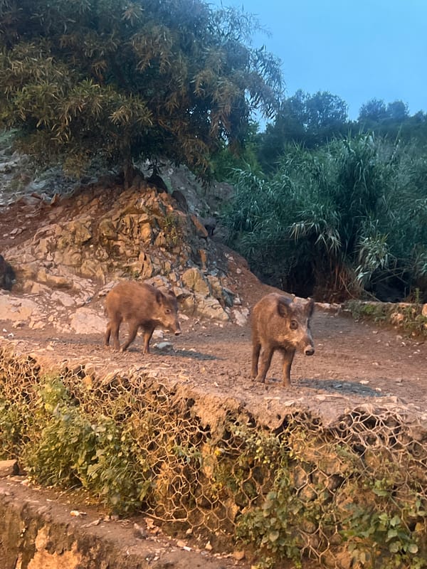Wild boars spotted near M'Diq restaurants in Morocco