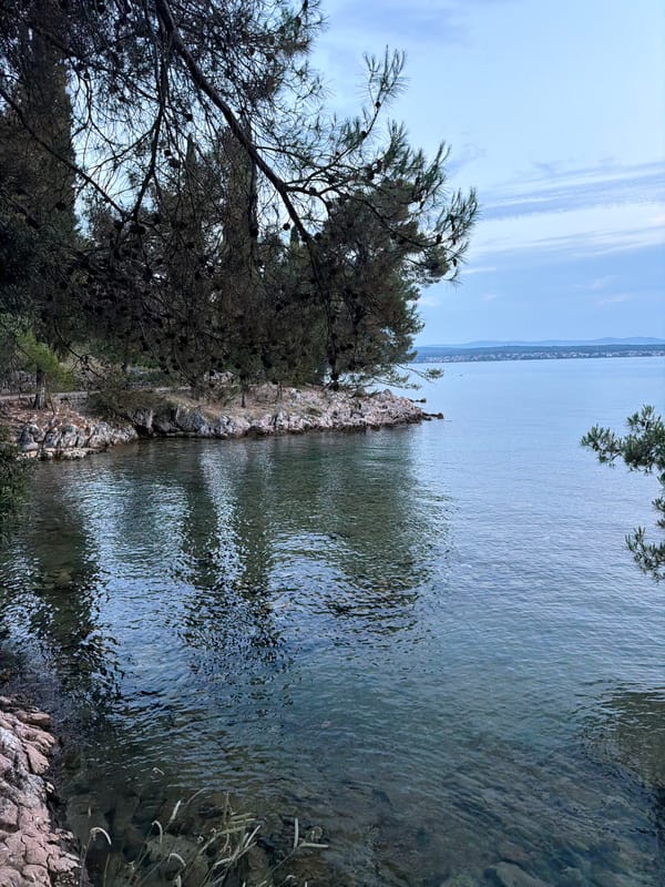 Pine-fringed rocky shore on the Croatian coast