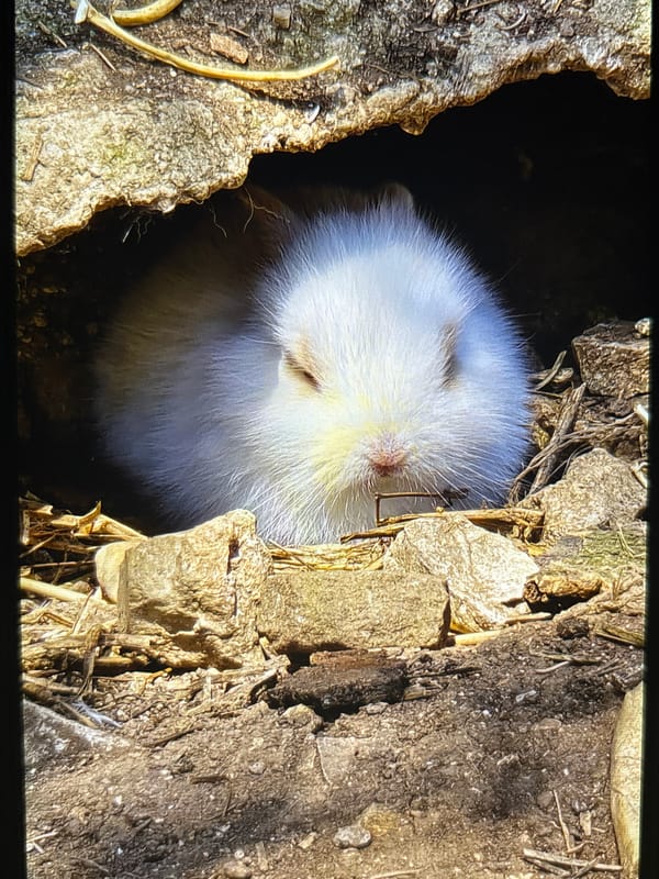 Wildlife and wildflowers observed in Surrey countryside