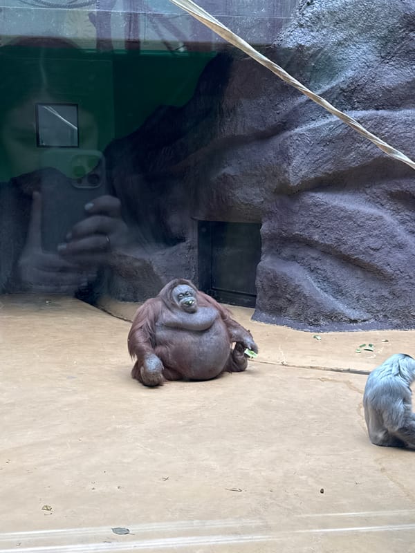 Orangutan feeds at Izhevsk zoo enclosure