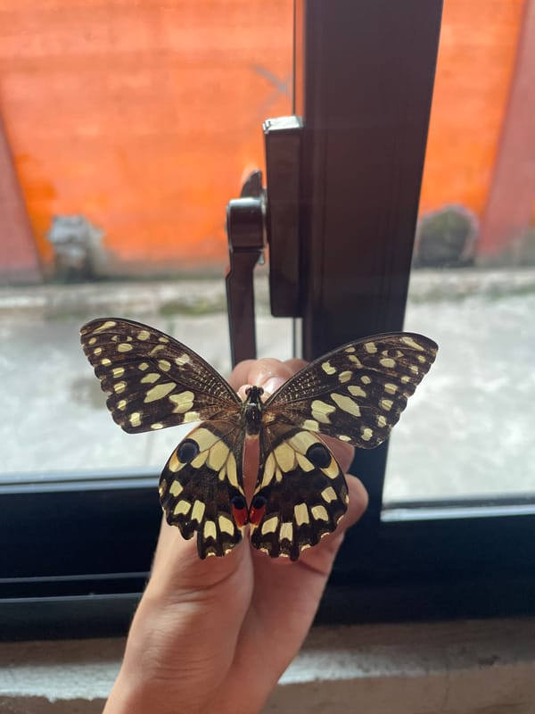 Butterfly collection documented in Davao City, Philippines morning session
