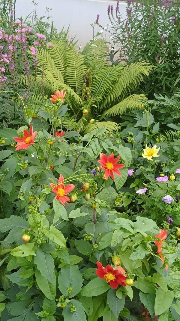 Summer garden in full bloom across Izhevsk streets