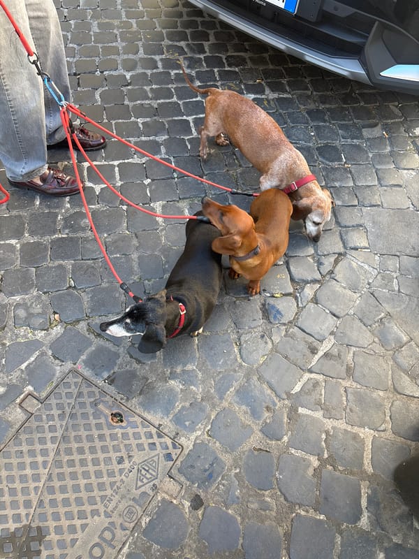 Morning dog walk captured in Rome's historic streets