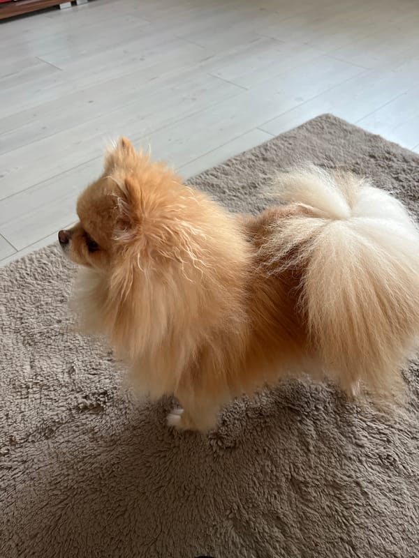 Lazy afternoon in Kraków with a Pomeranian and backyard vibes