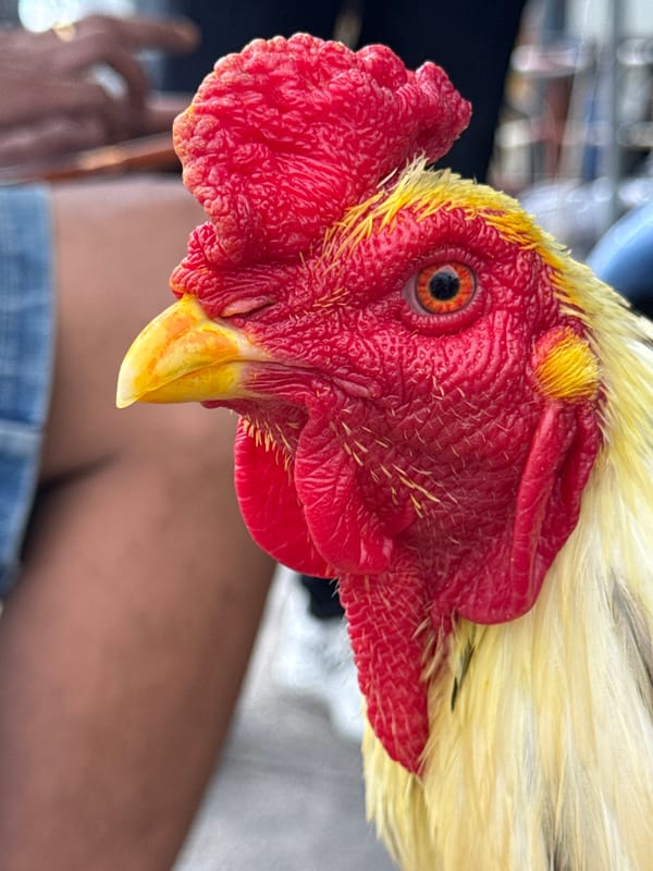Roosters handled and inspected on a Ko Samui street