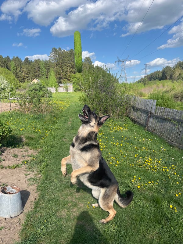 Dogs play and rest in dandelion-filled yards in Nizhny Tagil