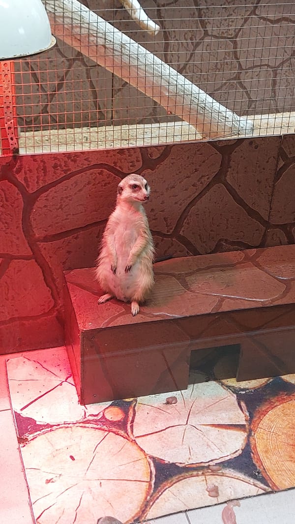Zoo or farm visit across a variety of animal enclosures