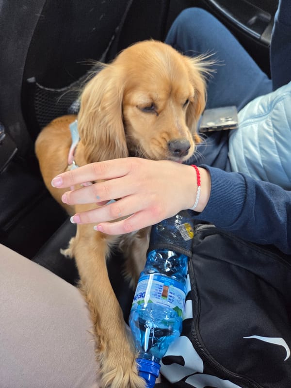 Cocker spaniel rests on lap during vehicle travel in Bulgaria