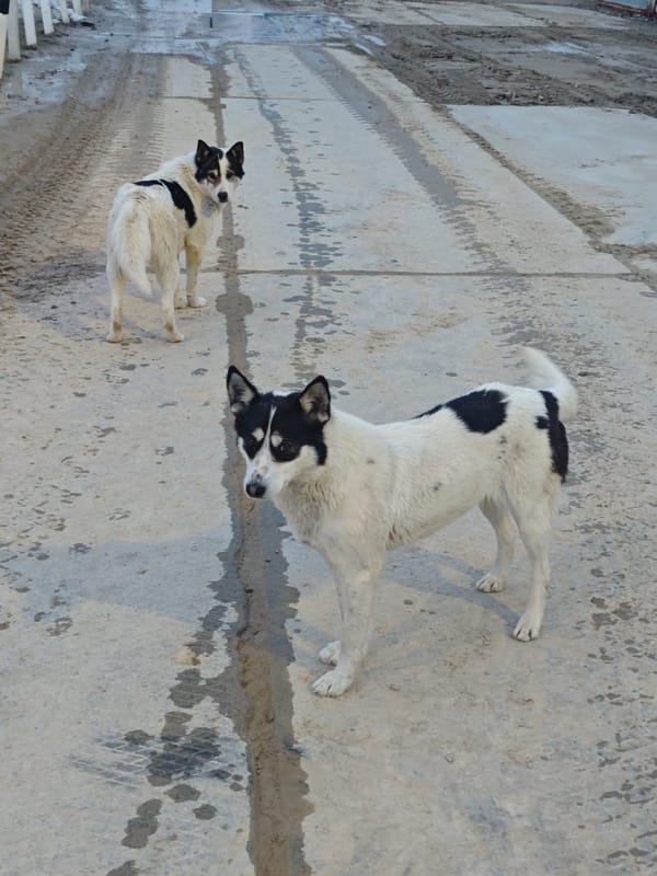 Two stray dogs spotted in Russian industrial area