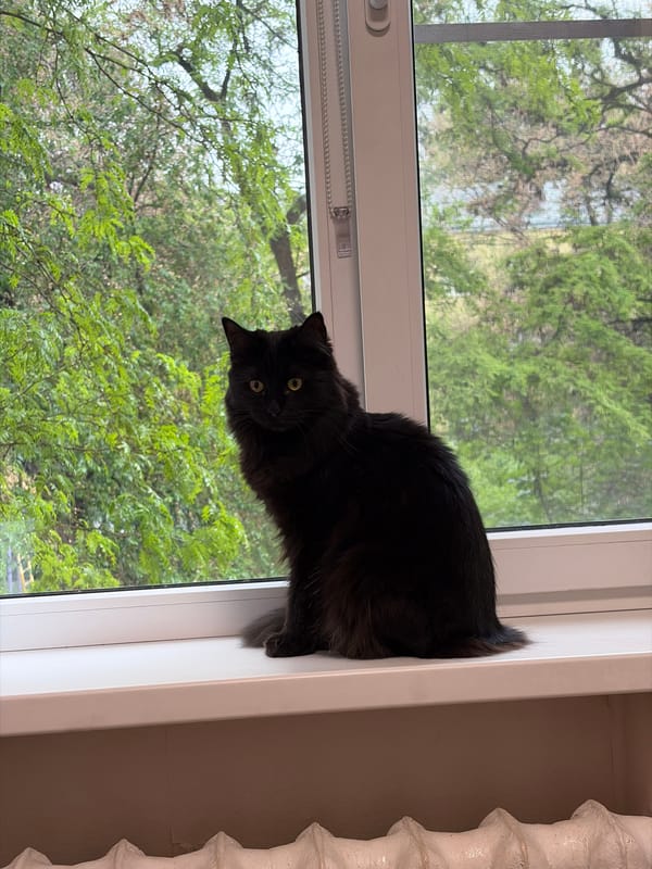 Domestic cats captured in morning routines across Rostov-on-Don homes