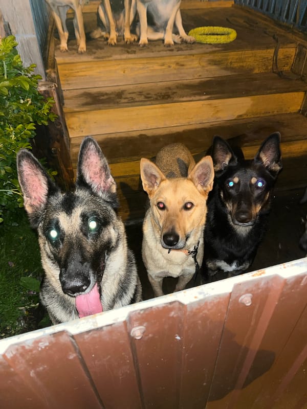 Evening with a pack of German Shepherds at a Nizhny Tagil home