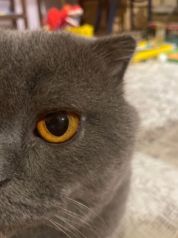Scottish Fold Cat Plays with Toys During Evening Playtime