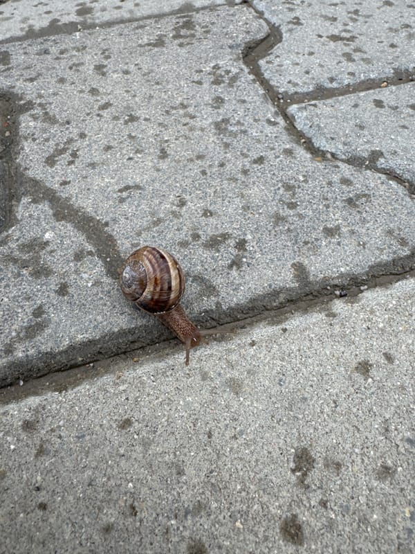 Snail spotted crawling on cracked sidewalk in Sofia