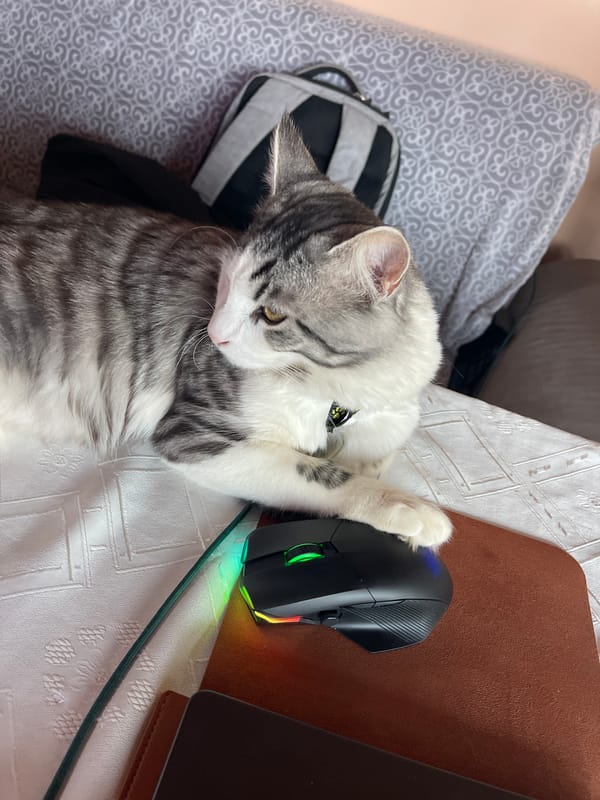 Pet owner captures quiet afternoon with cat and dog