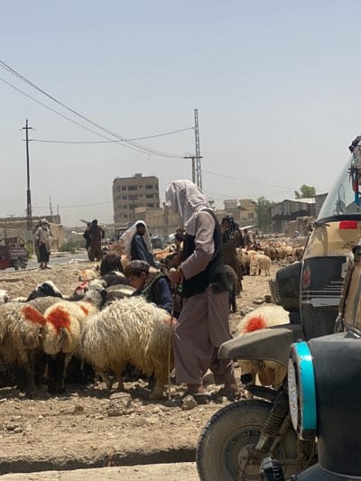 Morning livestock market activity observed in Kandahar