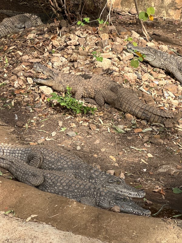 Visitors document diverse wildlife at Jos Wildlife Park