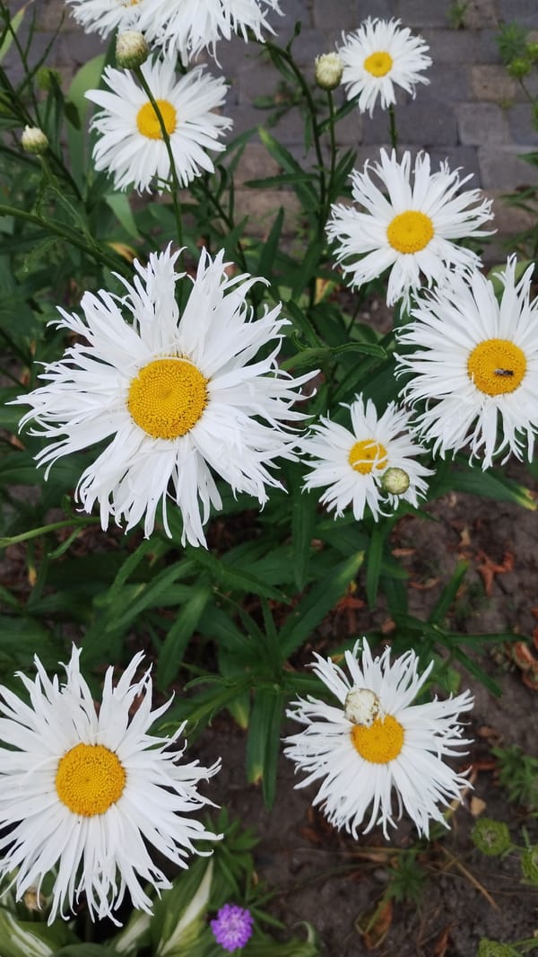 Close-up tour of a garden in full summer bloom