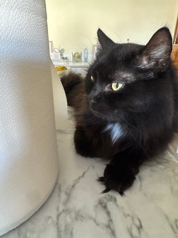 Pet owner documents cats and dogs resting in Portuguese home