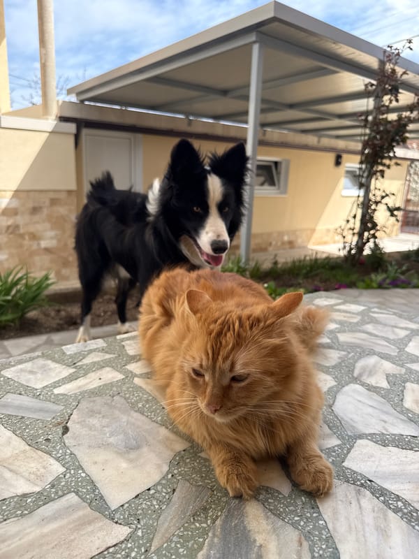 Border Collie and orange cat captured in Berkovitsa home