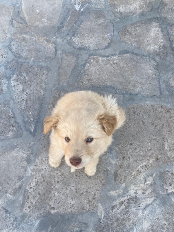 Morning moments: puppy plays on patio under cloudy skies