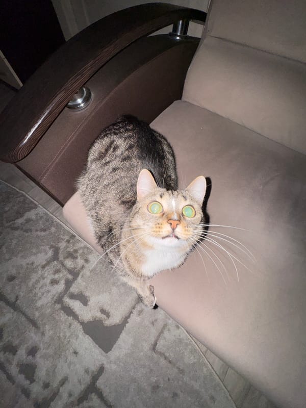 Tabby cat spotted perched on brown chair armrest