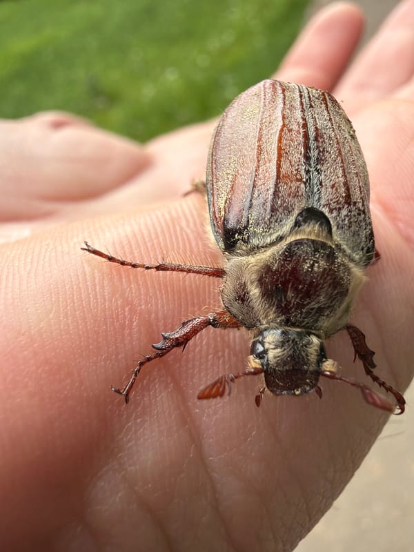 Dead beetles observed on Moscow streets during spring morning