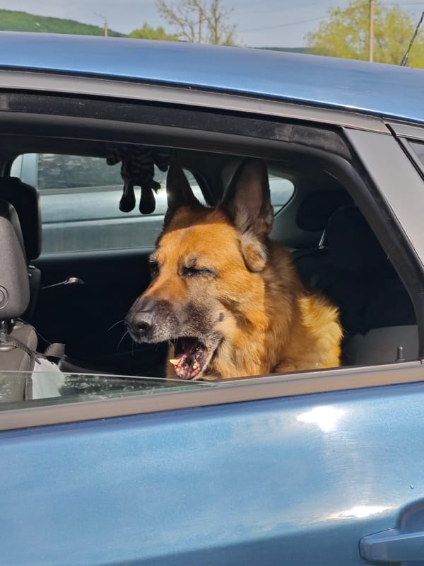 German Shepherd enjoys car ride in Russian village