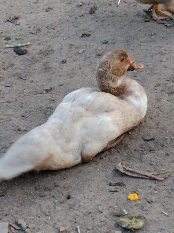 Ducks and a kitten on a quiet afternoon in Ustyvytsia