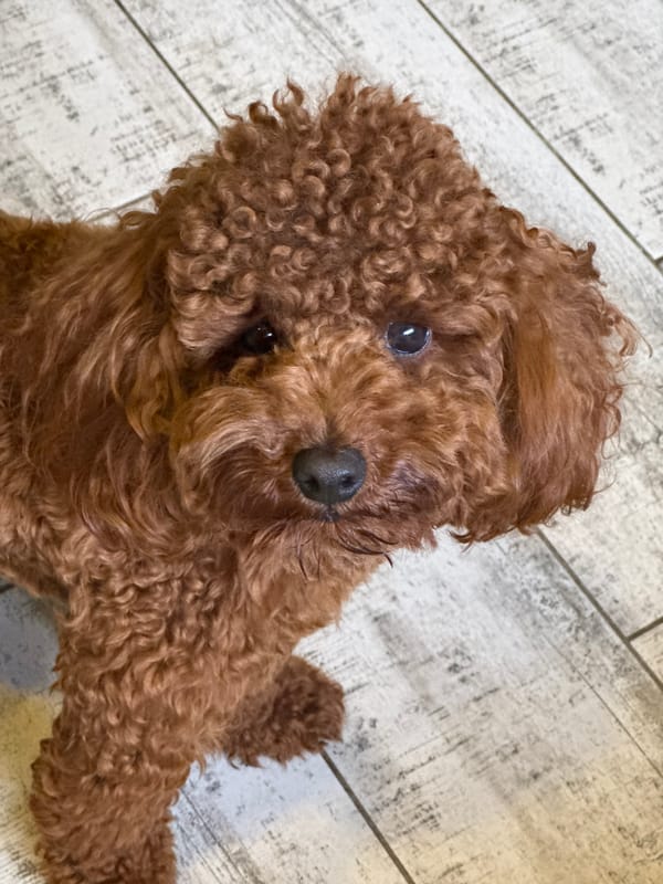 Red poodle looks up in a close overhead portrait shot