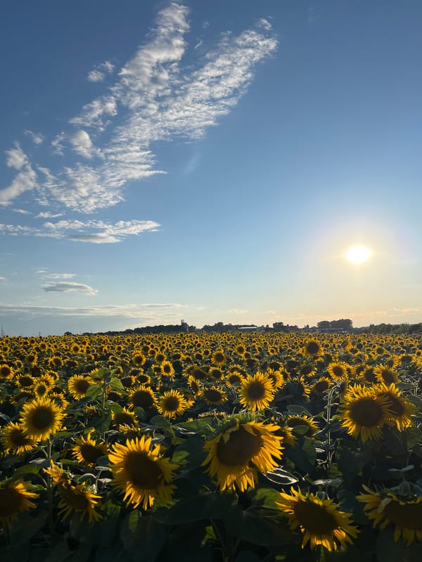Sunflowers in full bloom across Ukrainian farmland