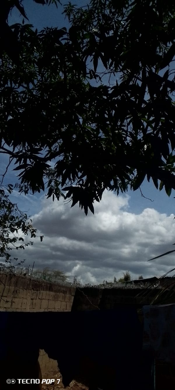 Photographer documents trees, sky, walls in Altagracia, Venezuela